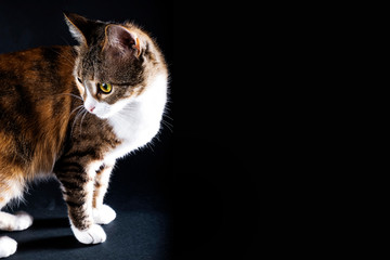 Obraz premium Photo of a tricolor domestic cat in profile on a black background. Black banner with a cat.