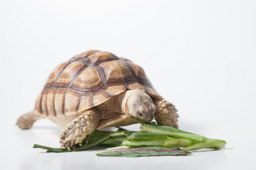 African species of spurred tortoise (Centrochelys sulcata) isolate on white background

