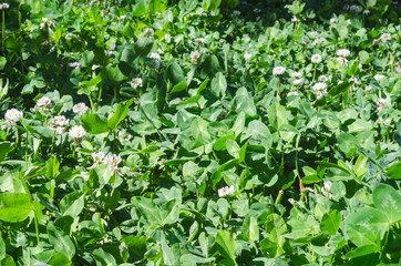 green clover leaves and flowers