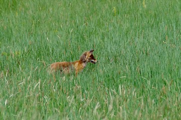 Fuchs auf der Jagd