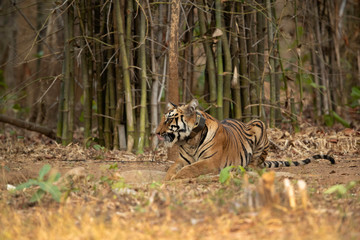 Fototapeta na wymiar Tiger cub relaxing near a bamboo forest at Tadoba Andhari Tiger Reserve, India
