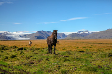 Fototapeta na wymiar Icelandic horses. Portrait of Icelandic horses with long mane and forelock. Icelandic horse in the field of scenic nature landscape of Iceland. Pure Breed