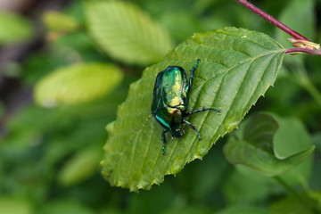 Macro photo of Cetonia aurata on a green leaf