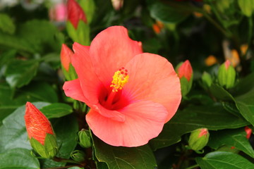 Hibiskus © Martina
