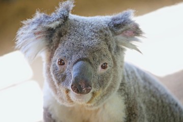 Portrait von Koala