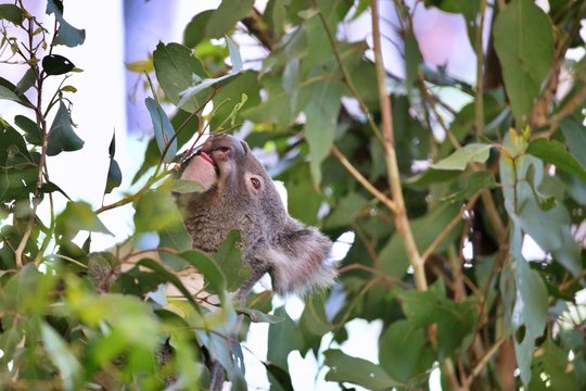 Koala im Eucalyptusbaum