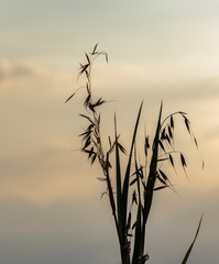 Silhouettes of oat ears. Blurred background of clouds at dawn. Creative image of nature. Concept of harvest