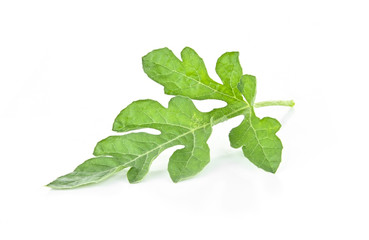 Watermelon leaves isolated on a white background