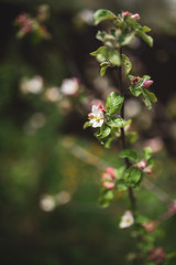 Unopened flowers of apple tree on a background of green foliage and grass