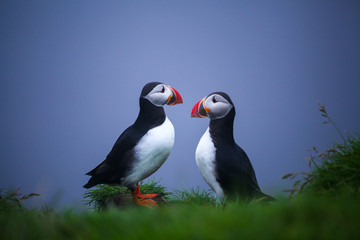 Atlantic Puffins  on sea cliff. Fratercula arctica. Puffins on the rock in Iceland. Common Puffin. Faroe Island. Seabird in the auk family. Bird portrait on top of the cliffs the westfjords of Iceland