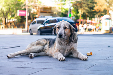 Homeless dog laying o the street in Yerevan city