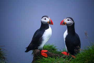 Atlantic Puffins  on sea cliff. Fratercula arctica. Puffins on the rock in Iceland. Common Puffin. Faroe Island. Seabird in the auk family. Bird portrait on top of the cliffs the westfjords of Iceland