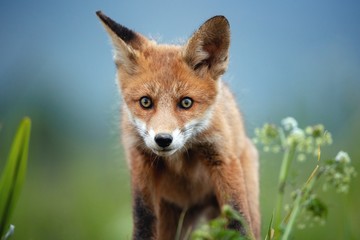 Naklejka na ściany i meble Red fox cub portrait in the wilderness. wallpaper of a wonderful,adorable wild animal.
