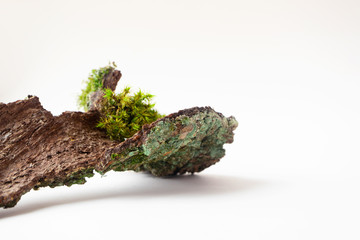 Empty tree bark part and moss with selective focus on light beige background with copy space,...