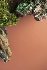 Mosses and tree bark frame with selective focus on brown background with copy space, vertical....