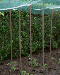Fototapeta na wymiar Storm of hail in a vegetable garden- protection net