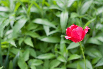 Bright red Tulip against a background of blurred greenery