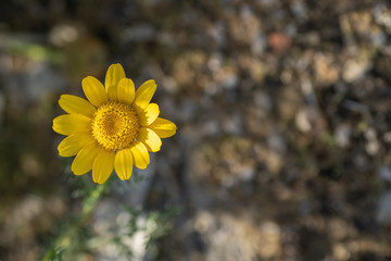 yellow flower in the sun