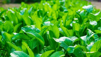 Vegetables cultivated by natural processes