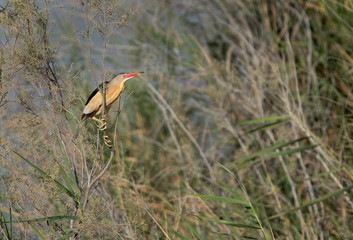 Little Bittern perched on bushes at Buhair lake, Bahrain