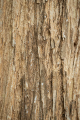 Close up the texture of the tree Beautiful hardwood bark In the rainforest of Thailand there is a vignette background concept.