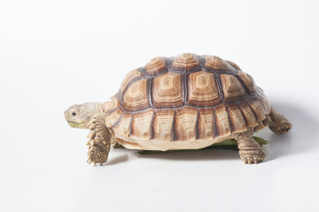 African species of spurred tortoise (Centrochelys sulcata) isolate on white background
