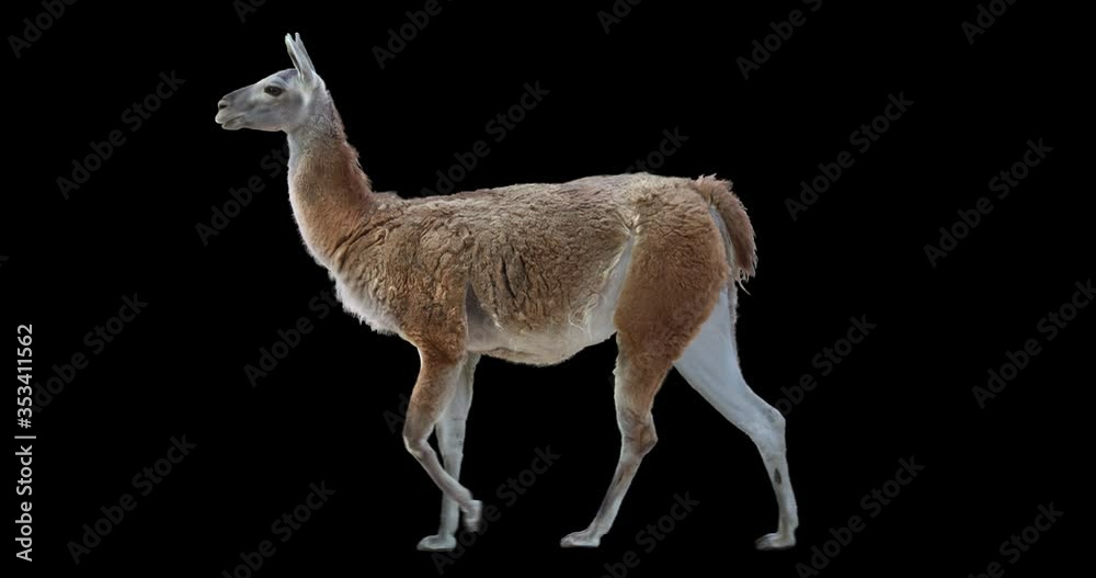 Wall mural guanaco walking realistic animation. isolated animal video including alpha channel allows to add bac