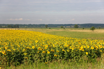 Fototapeta premium Summer landscape with fields of blooming sunflowers in sunlight