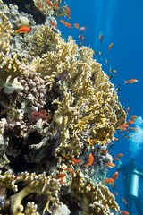 Colorful coral reef at the bottom of tropical sea, yellow fire coral and shoal of anthias fishes, underwater landscape