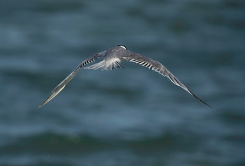 Lesser Crested Tern flying at Busaiteen coast, Bahrain