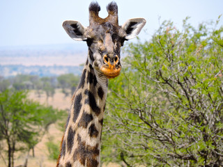 Preciosa jirafa caminando libre