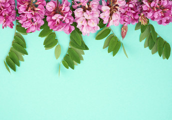 flowering branch Robinia neomexicana with pink flowers, green leaf