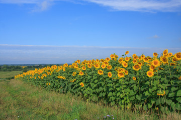 Blooming sunflowers against the sky	
