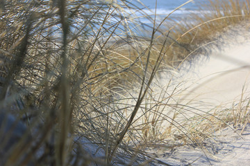 Dünenlandschaft am Meer
