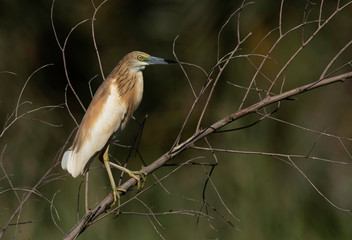 Squacco Heron perched on dry twig at Adhari area, bahrain