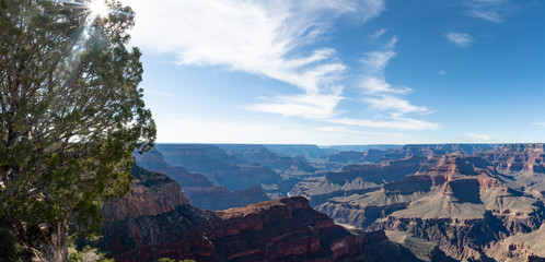 Lanscape with sun flaring through juniper tree and the Grand canyon extending into the distance