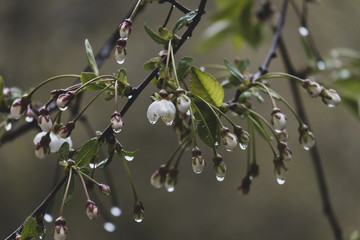 Beautiful branch of a blossoming cherry in transparent raindrops, on a blurry background.