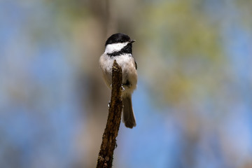 Black-capped chickadee perched on wooden stump with blurred blue and green background