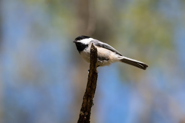 Black-capped chickadee perched on wooden stump with blurred blue and green background