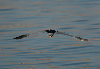 Black-crowned Night Heron in flight, a view from back, Bahrain