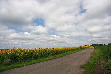 Rural road in summer