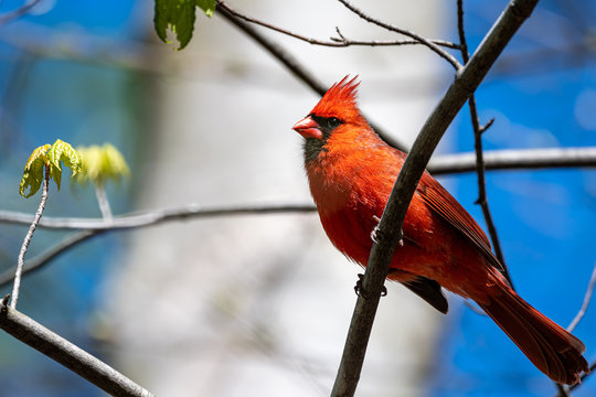 Male cardinal perched on branch looking regal with a blurred background