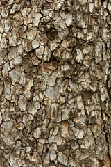 Close up the texture of the tree Beautiful hardwood bark In the rainforest of Thailand there is a vignette background concept.
