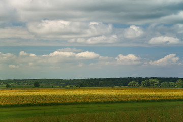 Summer landscape with a field of blooming sunflowers, lit by the sun and cloudy sky
