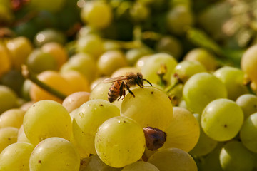 bee is laying on a grape