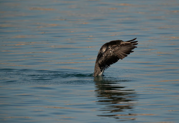 Socotra cormorant shaking its wings at Busaiteen coast, Bahrain