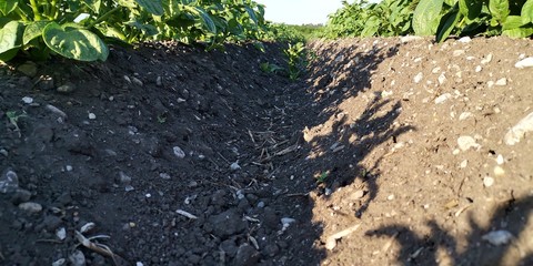green grass and soil