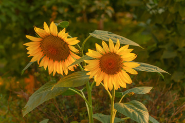 Blooming sunflowers on the field in the sunlight	
	
