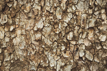 Close up the texture of the tree Beautiful hardwood bark In the rainforest of Thailand there is a vignette background concept.