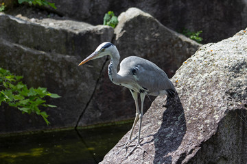 Heron by the water 2